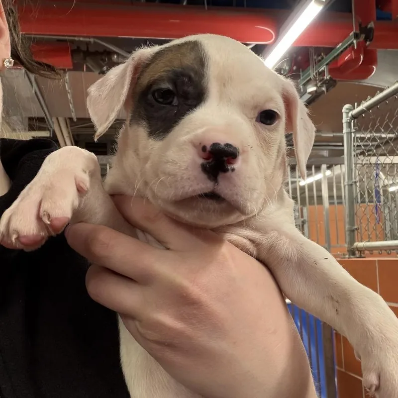 Joey ~ Coming Soon!!!