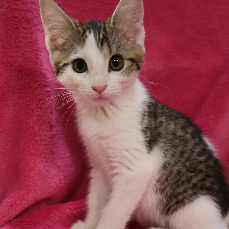 A baby small-sized female Brown / Chocolate Domestic Short Hair cat named Lola for adoption in Saint Charles, MO