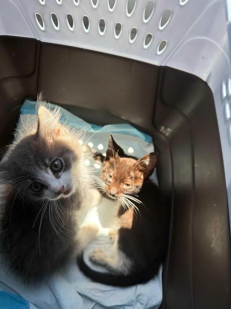 A baby small-sized male Domestic Long Hair cat named Manhattan for adoption in Tracy, CA