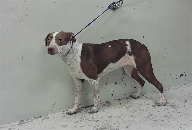 An adult large-sized female Staffordshire Bull Terrier dog named Lady Bug for adoption in Houston, TX