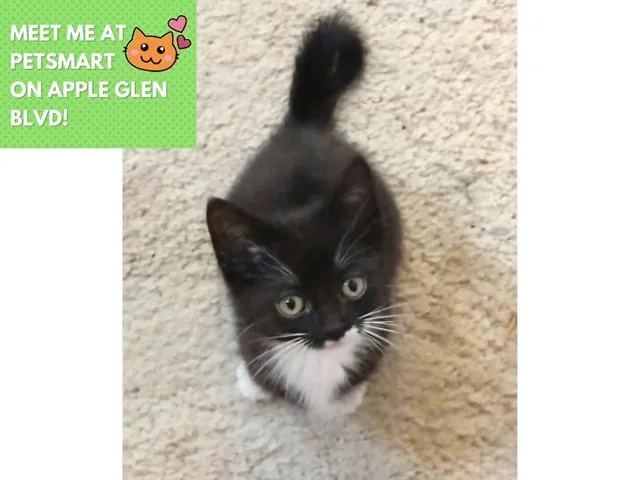 A baby small-sized female Domestic Short Hair cat named Poly for adoption in Fort Wayne, IN