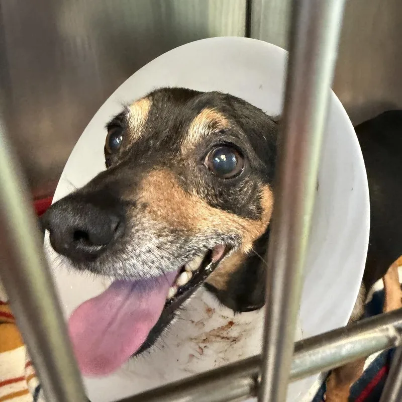 A young small-sized male Black Miniature Pinscher dog named Disco Baby for adoption in Austin, TX