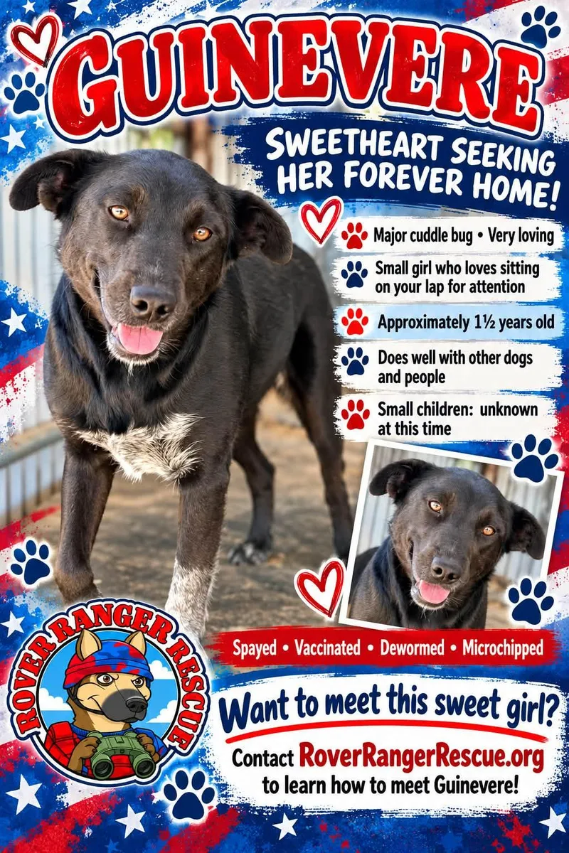 An adult medium-sized female Black Australian Shepherd dog named Guinevere for adoption in Wrightwood, CA