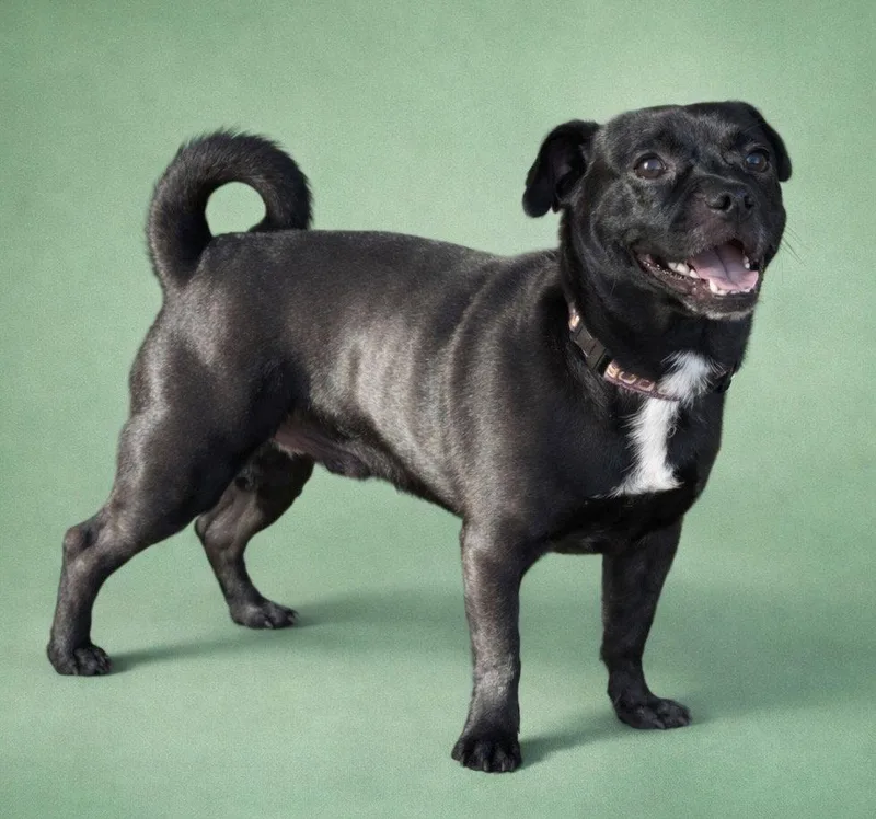 Pillsbury Dough Boy thumbnail 2