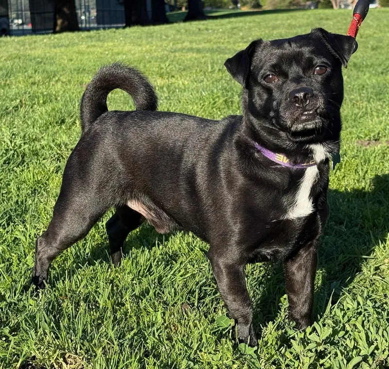 Pillsbury Dough Boy thumbnail 3