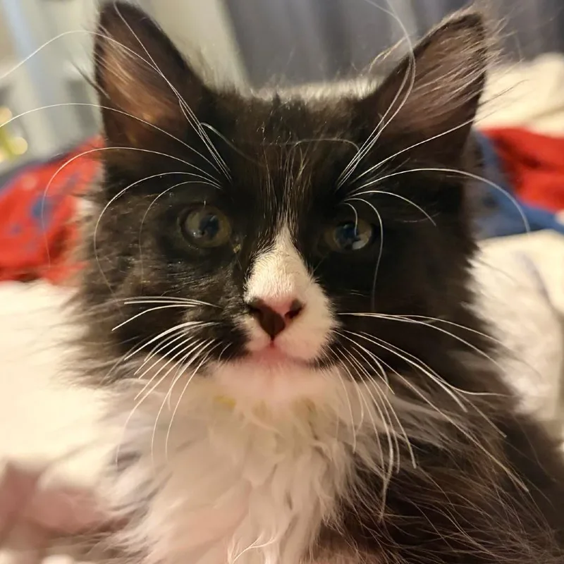 A baby small-sized female Black Domestic Long Hair cat named Scraggley Puff for adoption in Commerce City, CO