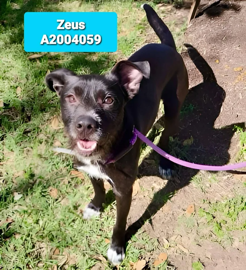 Little Zeus thumbnail 2