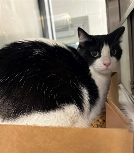 An adult large-sized male Domestic Short Hair cat named Kipper for adoption in Baytown, TX