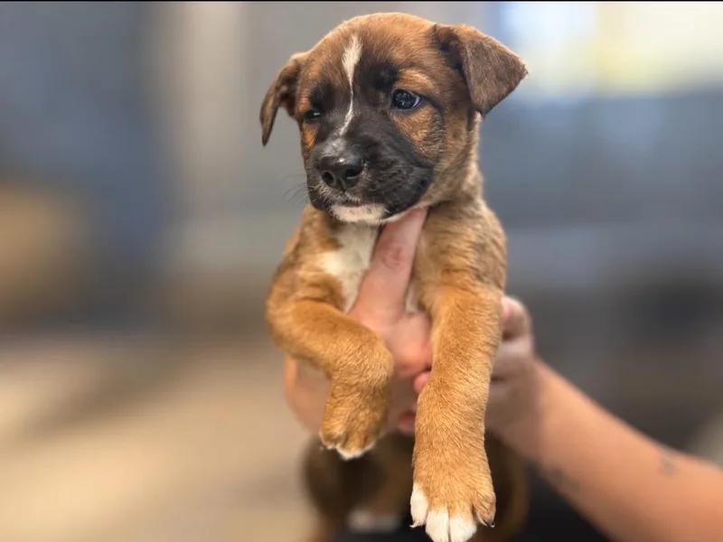 A baby small-sized male Hound dog named French Toast for adoption in Sebastian, FL