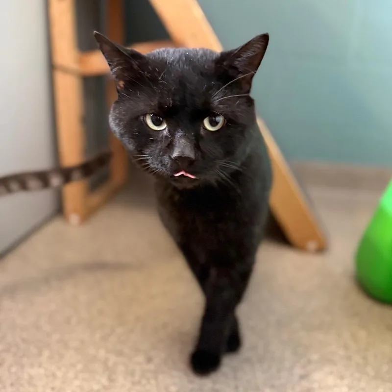 Mr. Stub thumbnail 2