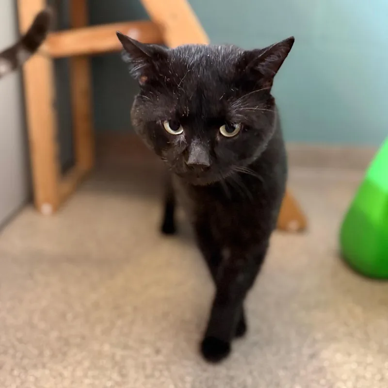 Mr. Stub thumbnail 3