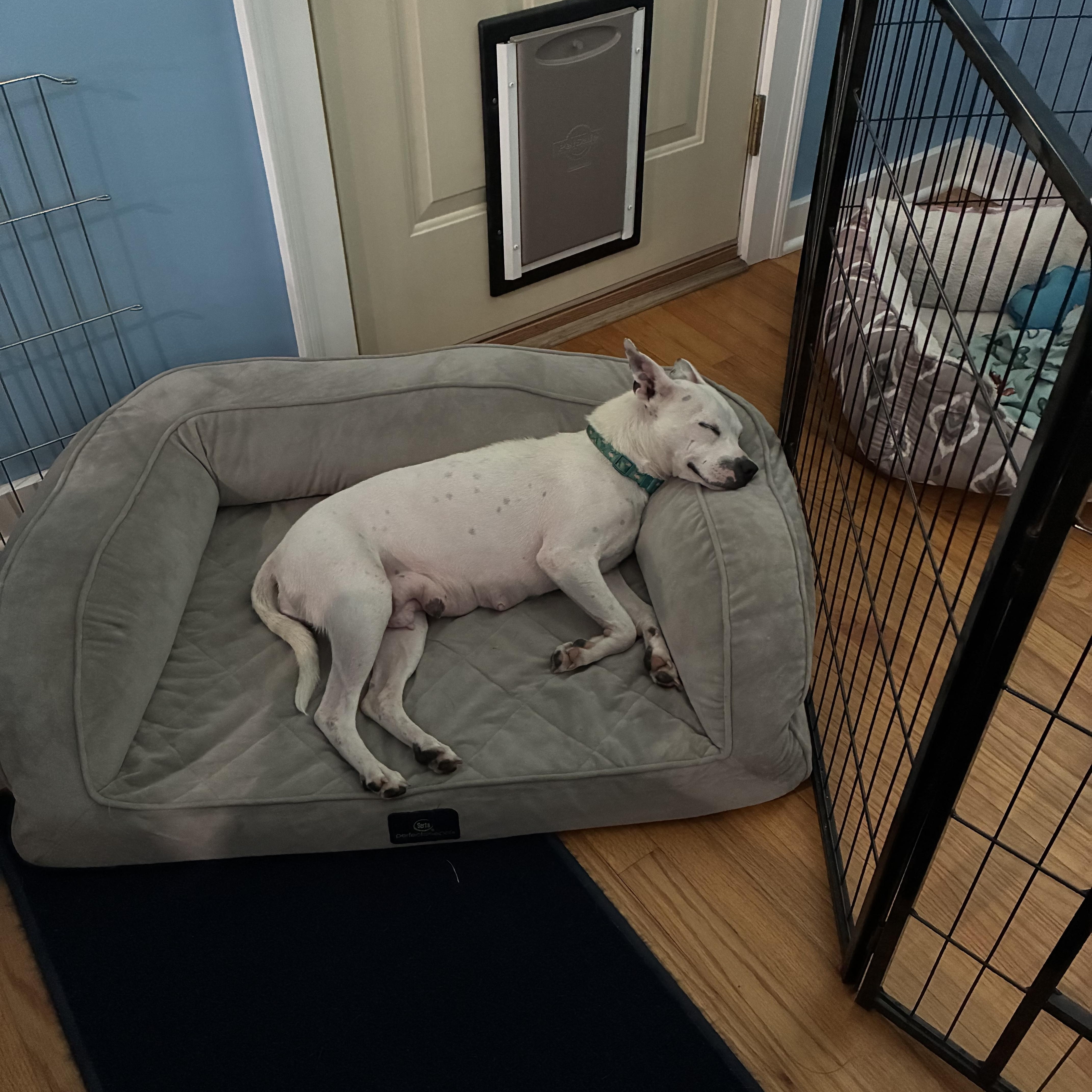 A young medium-sized female White / Cream Boston Terrier dog named Lilianna for adoption in Bartlett, IL