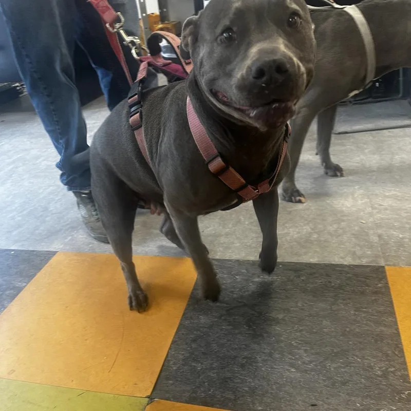 A senior medium-sized female Gray / Blue / Silver Mixed Breed dog named Bb for adoption in Philadelphia, PA