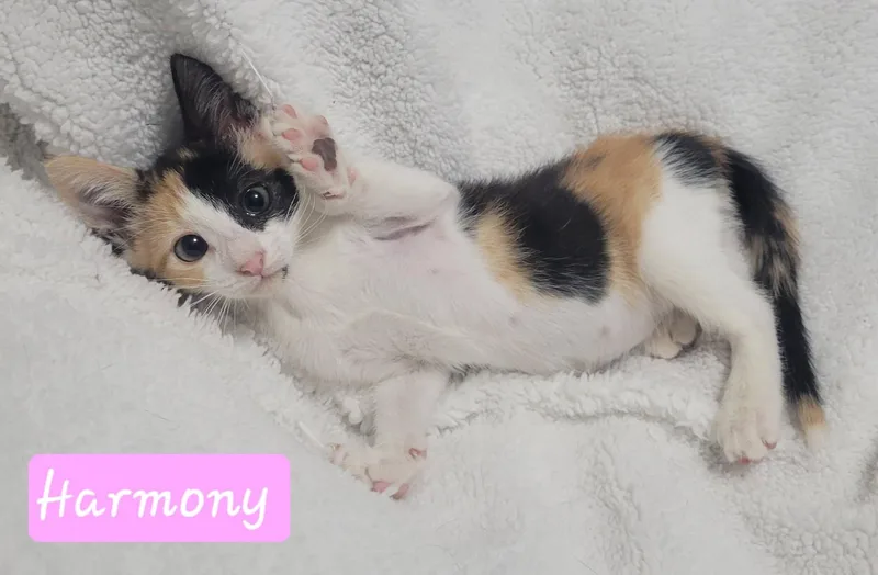 A baby medium-sized female Calico Domestic Short Hair cat named Harmony for adoption in LaPlace, LA