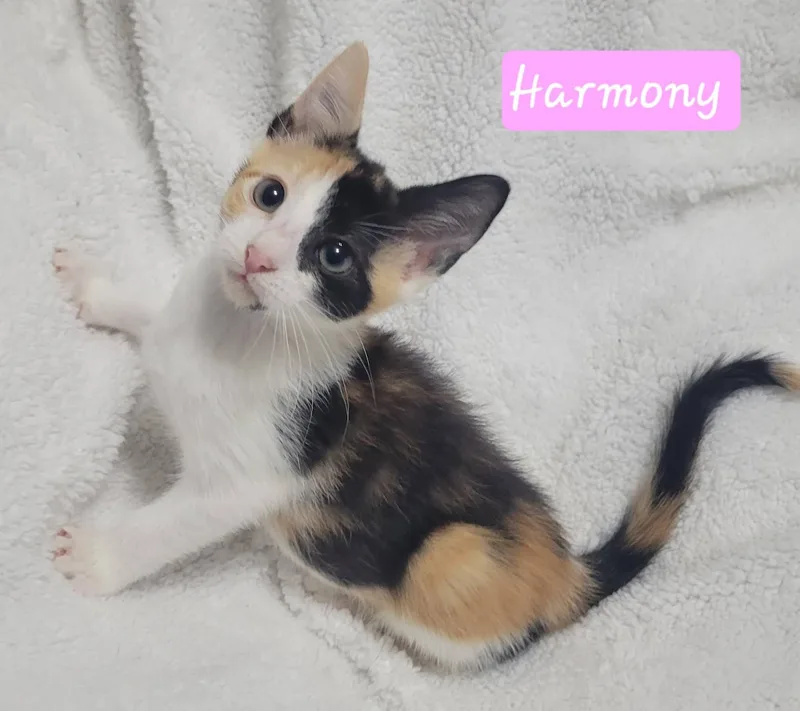 Harmony thumbnail 2