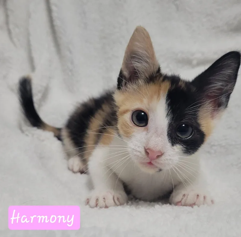 Harmony thumbnail 3