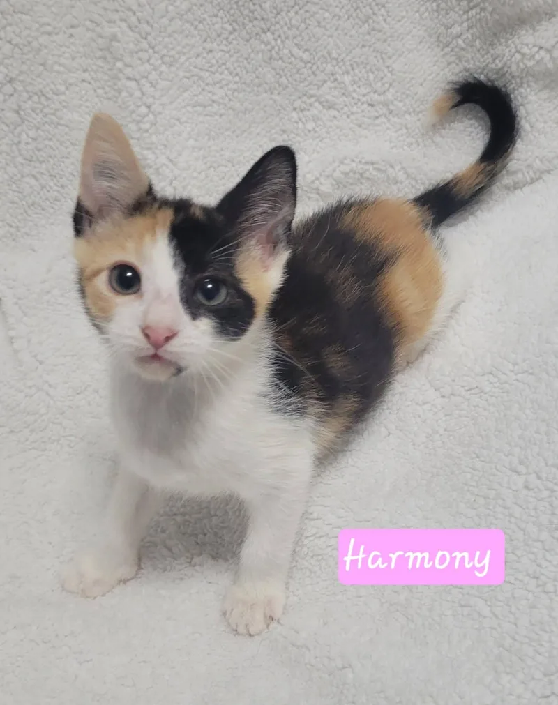 Harmony thumbnail 4