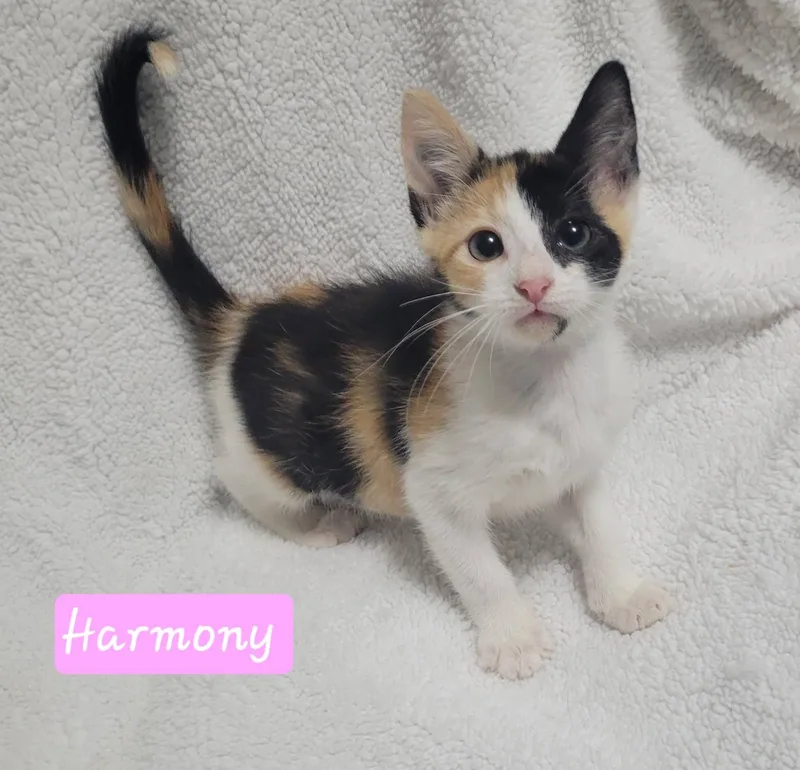 Harmony thumbnail 5