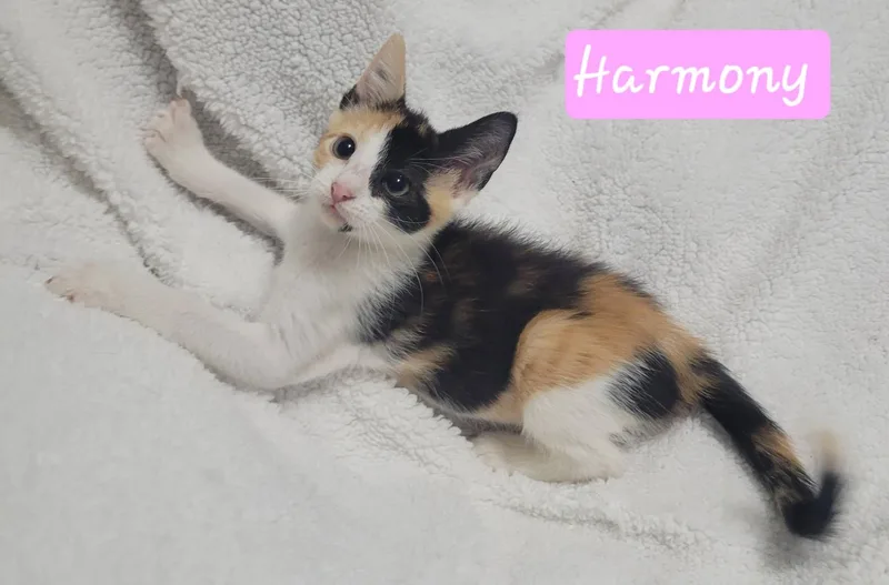 Harmony thumbnail 6