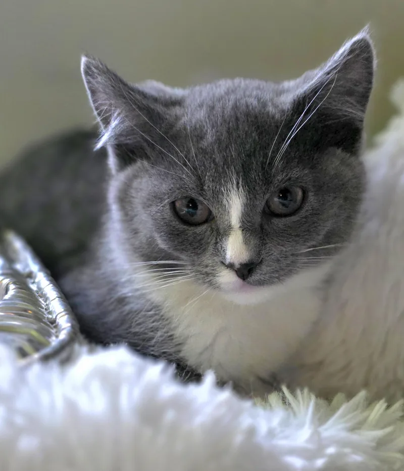 A baby medium-sized female Gray & White Domestic Short Hair cat named Wisp for adoption in Beaverton, OR