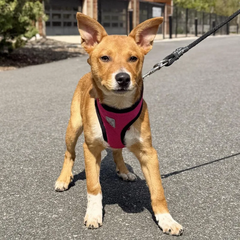 A baby small-sized female Brown / Chocolate Australian Cattle Dog / Blue Heeler dog named Macaroni for adoption in East Hampton, NY