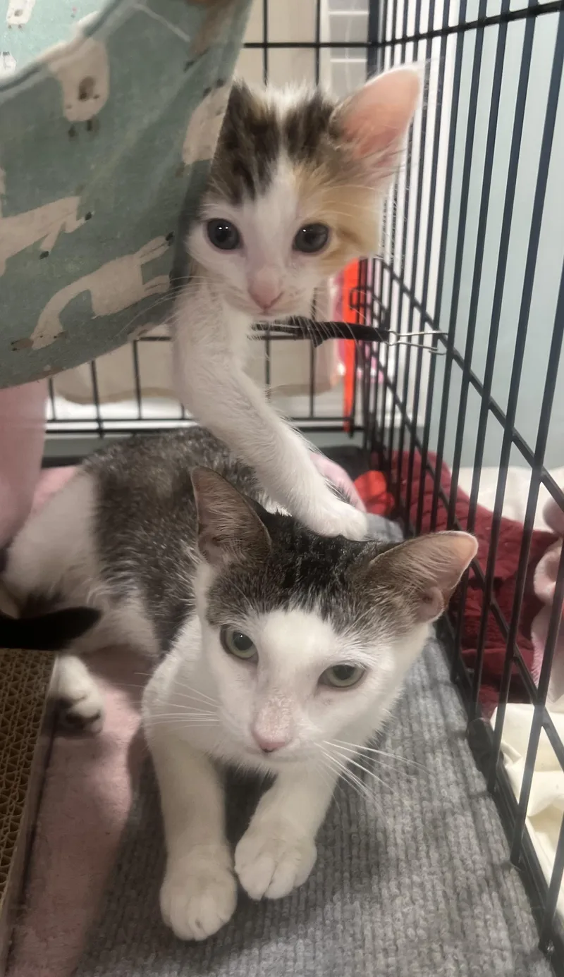 Rose & Blossom Bonded