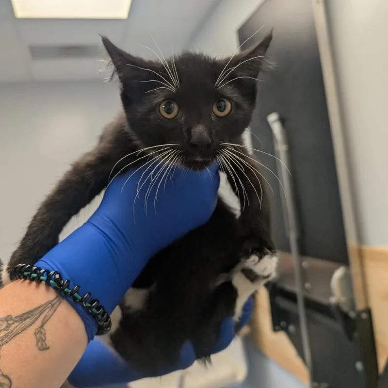 A baby small-sized male Domestic Short Hair cat named Manchego for adoption in Watertown, NY
