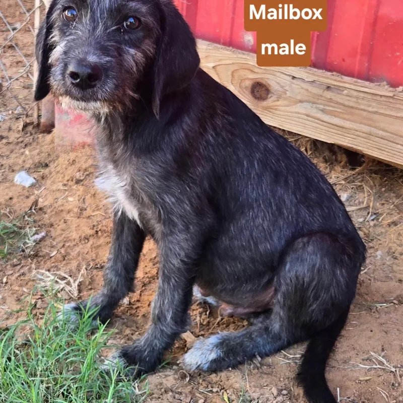 A young medium-sized male Wirehaired Terrier dog named Mailbox for adoption in Milwaukee, WI