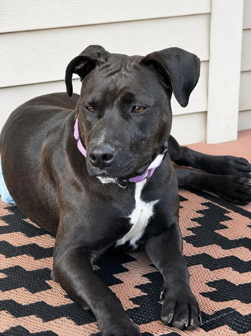An adult medium-sized female Labrador Retriever dog named Winona for adoption in Herndon, VA