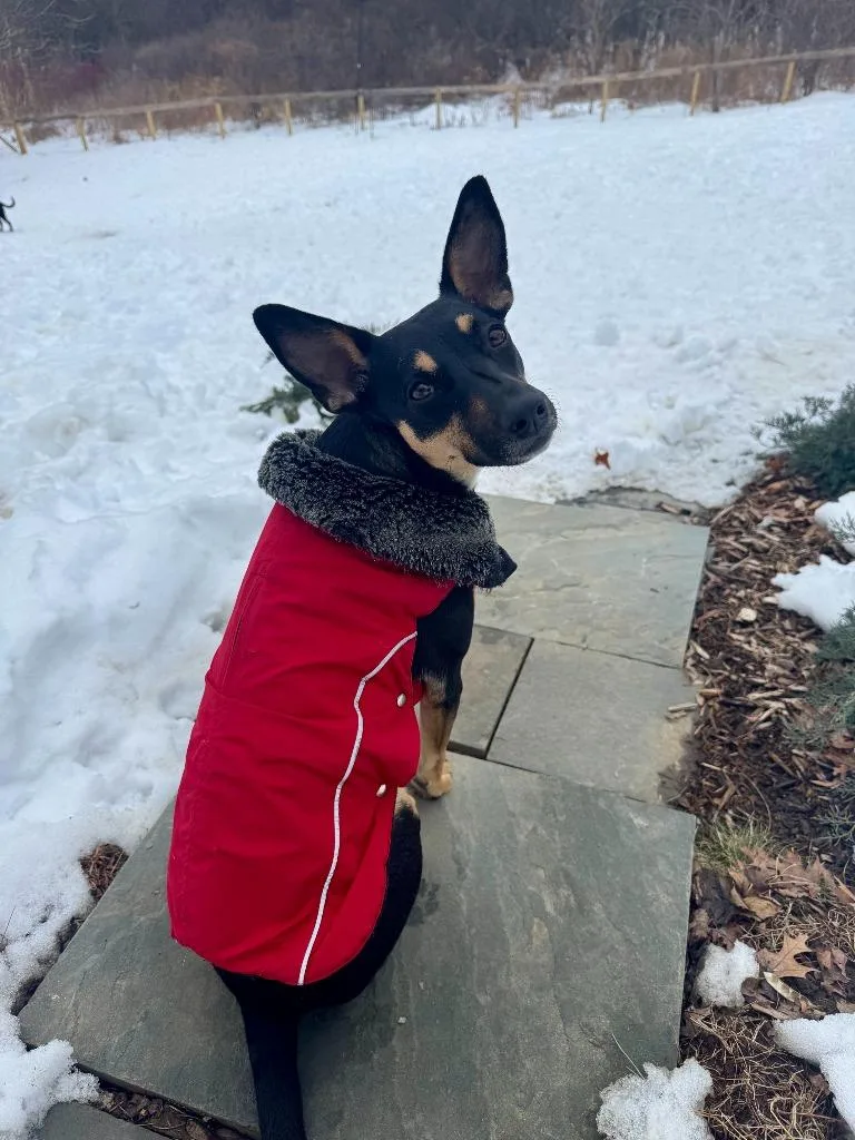 A young medium-sized female Mixed Breed dog named Edie for adoption in Hudson, NY