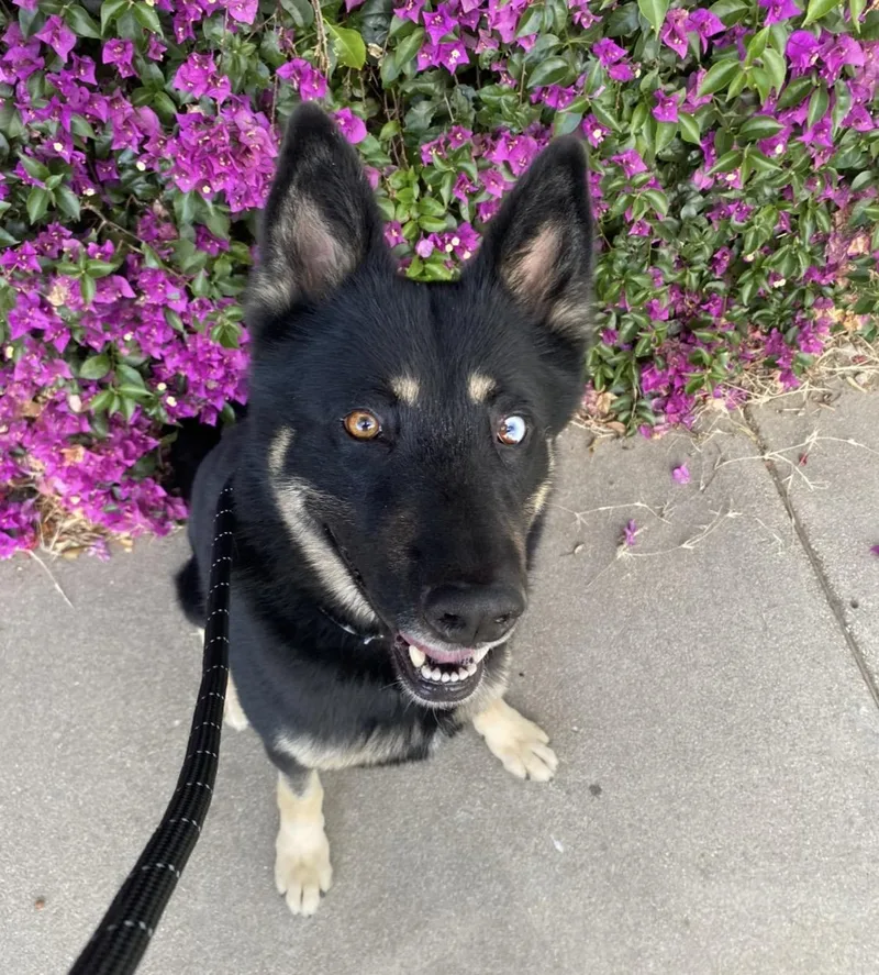 A young large-sized male German Shepherd Dog dog named Knight for adoption in Van Nuys, CA