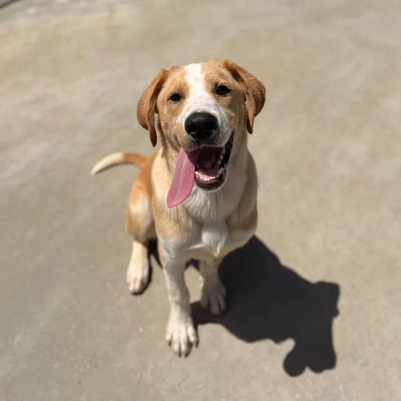 A young medium-sized male Black Labrador Retriever dog named Pirate for adoption in Deerfield, IL
