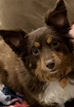 An adult small-sized female Brown / Chocolate Australian Shepherd dog named Ciara for adoption in Norwalk, CT