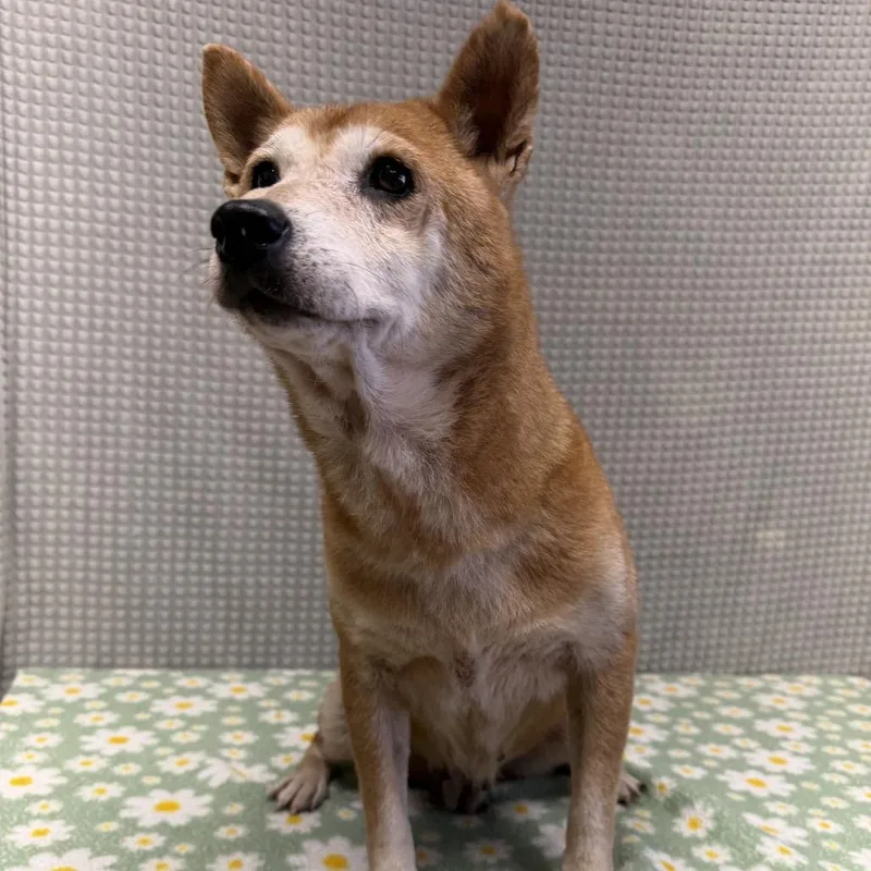 A senior medium-sized female Red / Chestnut / Orange Shiba Inu dog named Annie for adoption in Bryan, TX