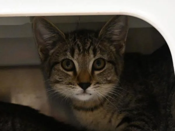 A baby small-sized male Domestic Short Hair cat named Benny for adoption in Portland, OR