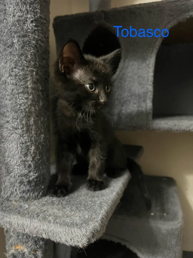 A baby small-sized male Black Domestic Short Hair cat named Tobasco for adoption in Davisburg, MI