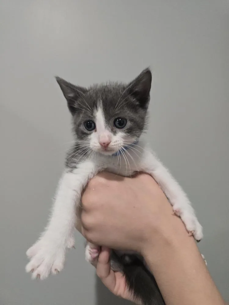 A baby small-sized male Gray & White Domestic Short Hair cat named Ransom for adoption in Wellington, KS