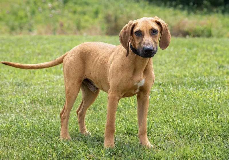 A young medium-sized male Hound dog named Cash for adoption in Dixon, KY