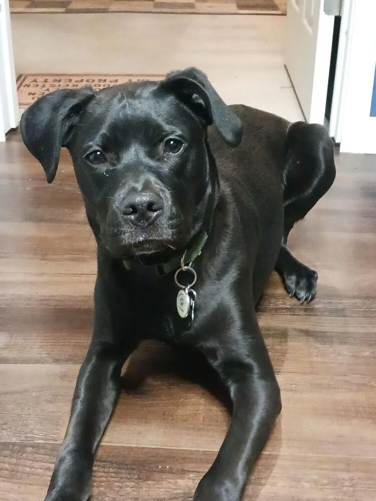 Z For : Zeus thumbnail 2