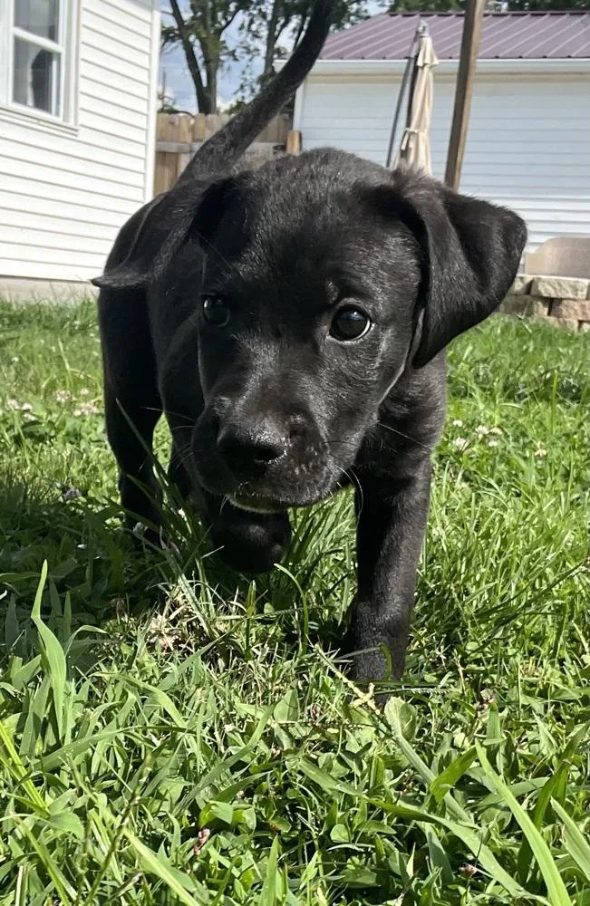 Z For : Zeus thumbnail 3