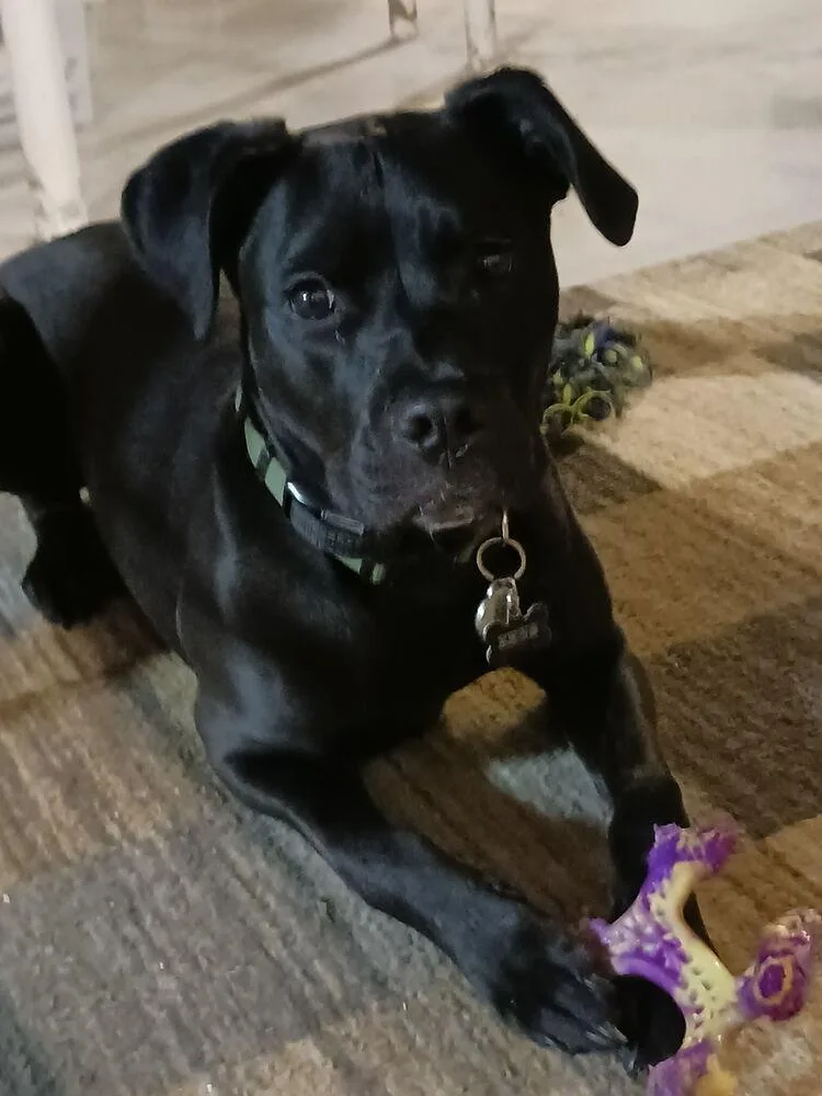 Z For : Zeus thumbnail 4