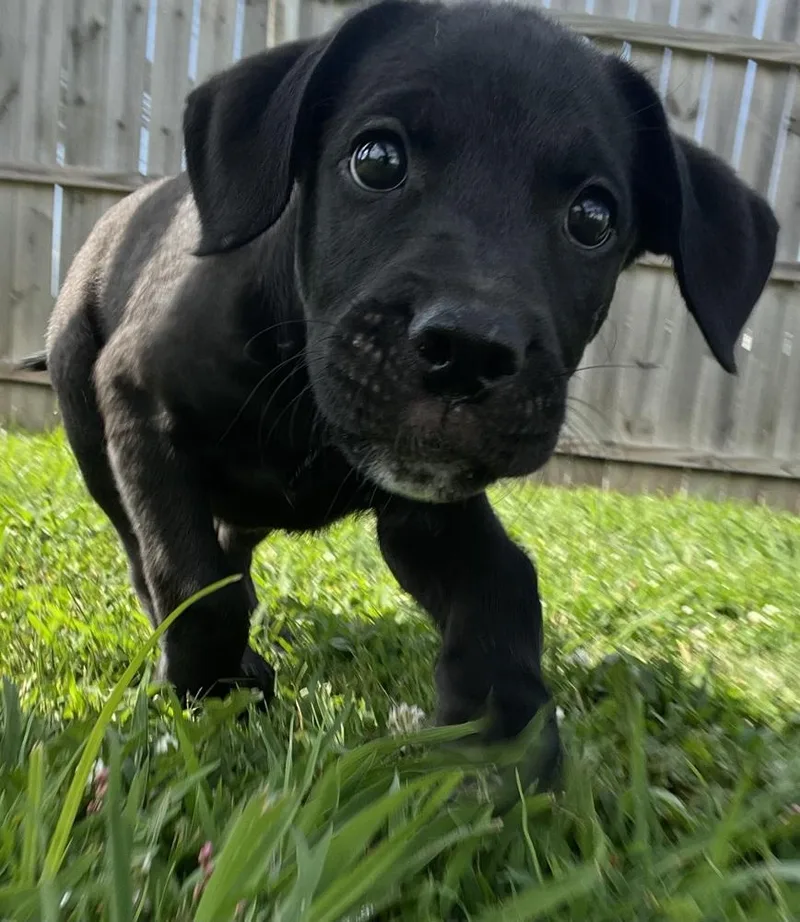 Z For : Zeus thumbnail 6