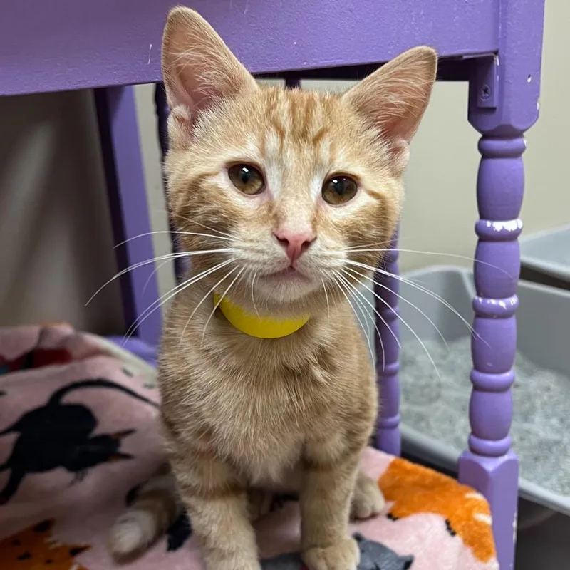 A baby small-sized male Orange / Red Domestic Short Hair cat named Dandelion for adoption in Arlington Heights, IL