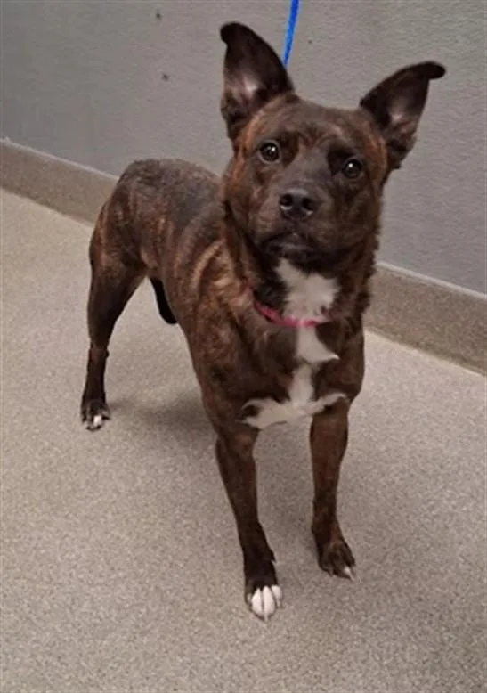 A young medium-sized female Pit Bull Terrier dog named Celeste for adoption in Las Vegas, NV