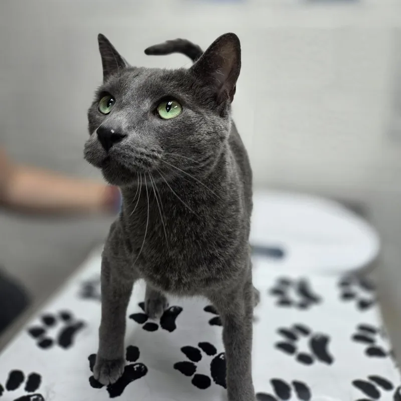 An adult large-sized male Gray / Blue / Silver Domestic Short Hair cat named Han for adoption in Incline Village, NV