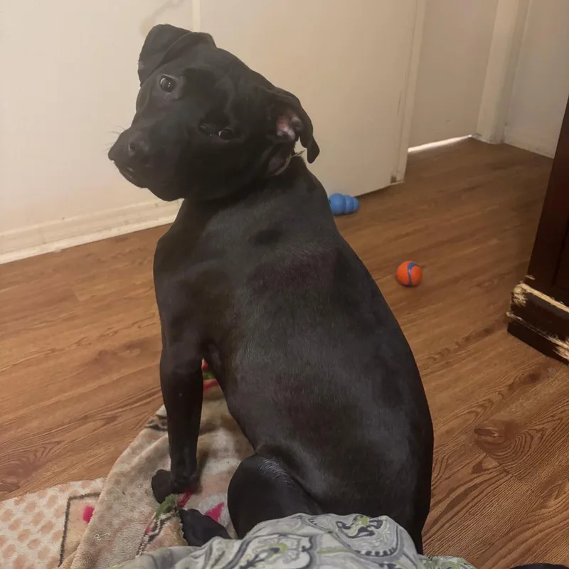 Terry's Orange thumbnail 2