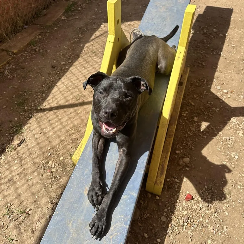 Terry's Orange thumbnail 3