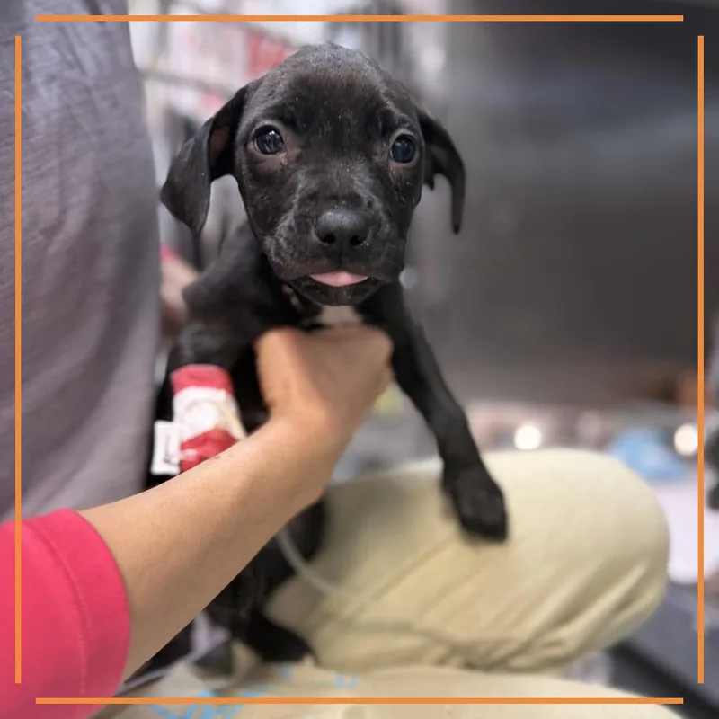 Terry's Orange thumbnail 4