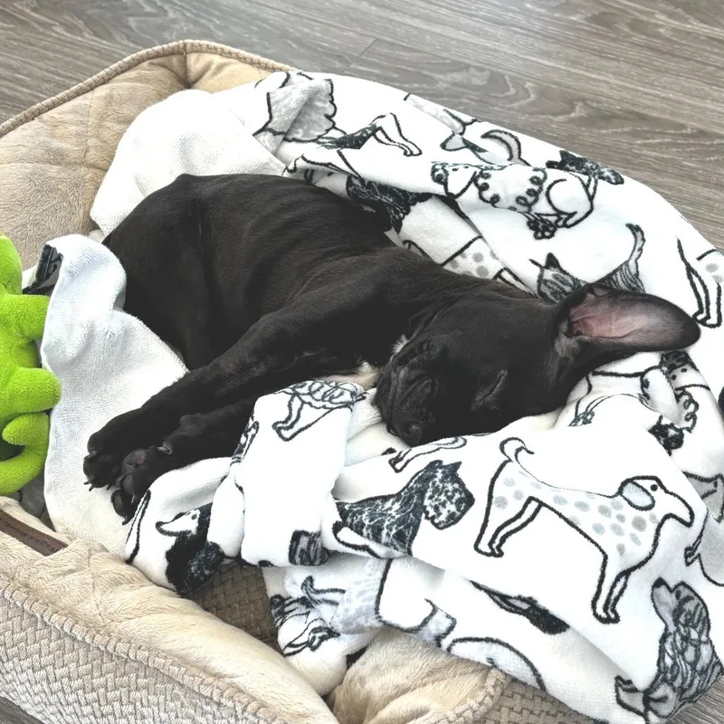 Terry's Orange thumbnail 5