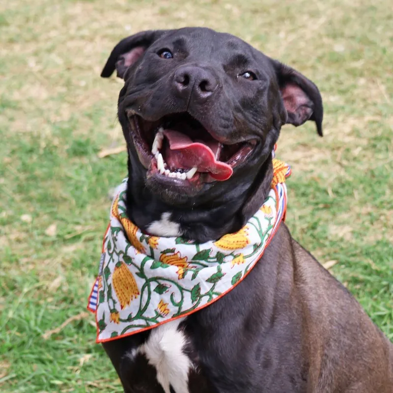 Terry's Orange thumbnail 6